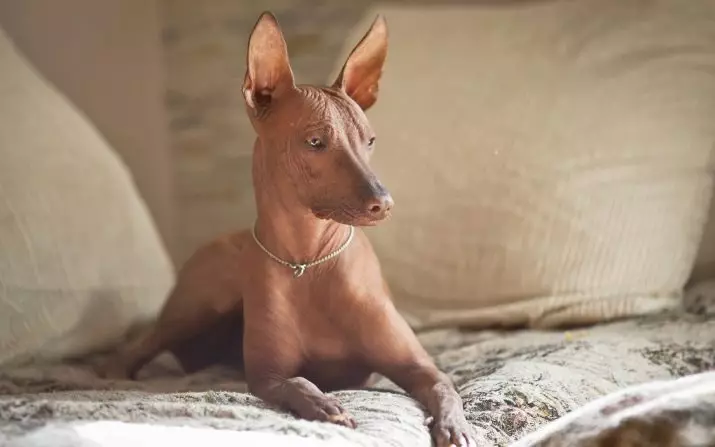 秘鲁裸狗（36张照片）：品种秘鲁兰花印加的功能，有关维护秃头狗的信息 12081_7