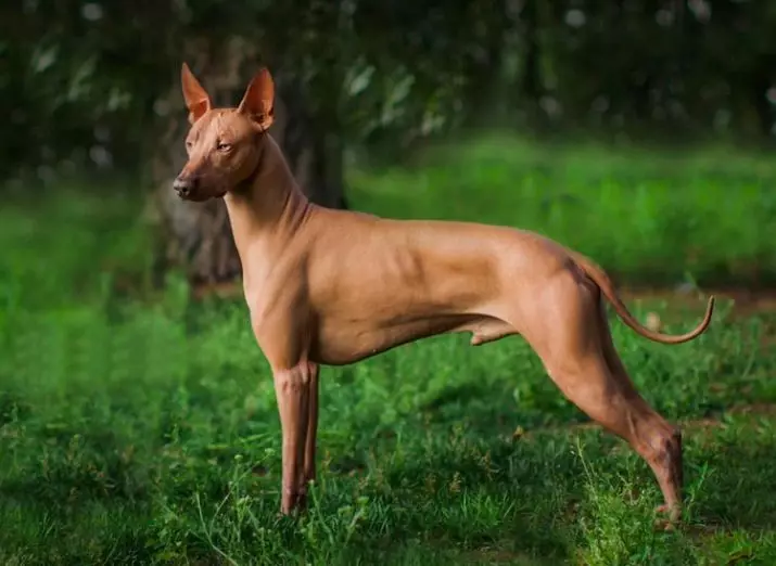 秘鲁裸狗（36张照片）：品种秘鲁兰花印加的功能，有关维护秃头狗的信息 12081_8