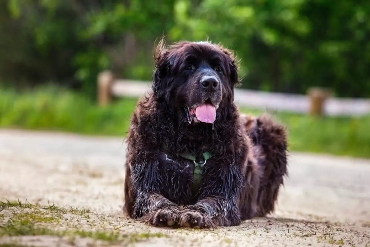 Die sterkste honde (35 foto's): Verteenwoordigers van watter gesteentes is die sterkste in die wêreld? Top 10 grootste en sterk honde op die planeet 12082_12