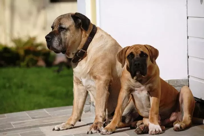 Els gossos més forts (35 fotos): representants del que són les roques més fortes del món? Els 10 millors gossos més grans i forts del planeta 12082_17