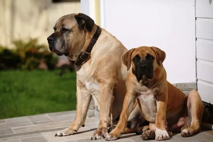 I cani più forti (35 foto): rappresentanti di ciò che le rocce sono i più forti del mondo? Top 10 cani più grandi e forti sul pianeta 12082_17