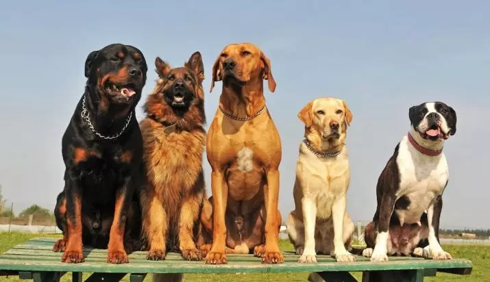 Najsilnejší psi (35 fotografií): zástupcovia toho, čo skaly sú najsilnejšie na svete? Top 10 najväčších a silných psov na planéte 12082_2