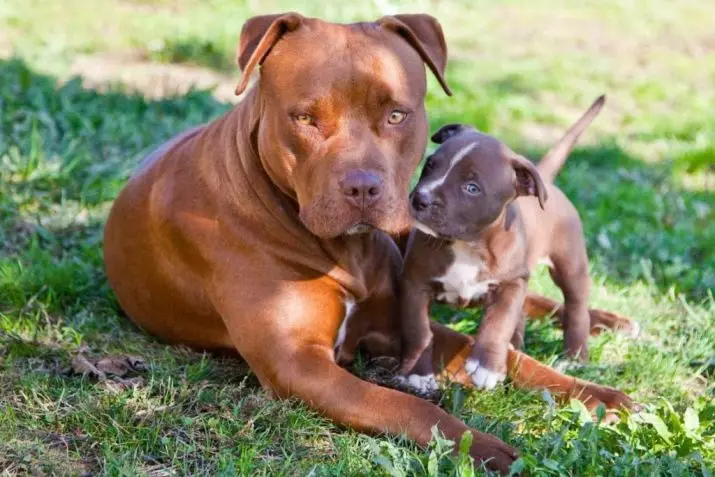 Os cães mais fortes (35 fotos): representantes do que rochas são os mais fortes do mundo? Top 10 maiores e fortes cães no planeta 12082_20