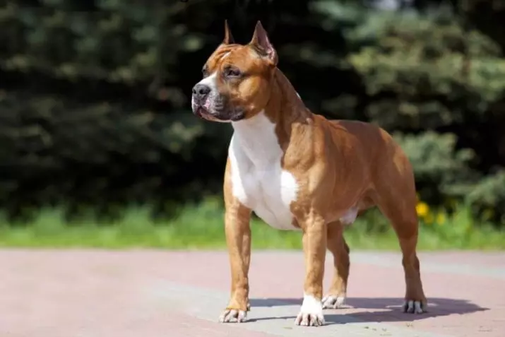 Cele mai puternice câini (35 de fotografii): reprezentanți ai rocilor sunt cele mai puternice din lume? Top 10 câini mari și puternici de pe planetă 12082_22