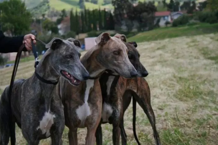 En güçlü köpekler (35 fotoğraf): Kayanların dünyadaki en güçlü olanların temsilcileri? Gezegendeki en büyük 10 ve güçlü köpek 12082_24