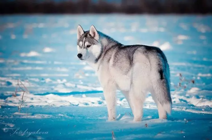 Die sterkste honde (35 foto's): Verteenwoordigers van watter gesteentes is die sterkste in die wêreld? Top 10 grootste en sterk honde op die planeet 12082_25