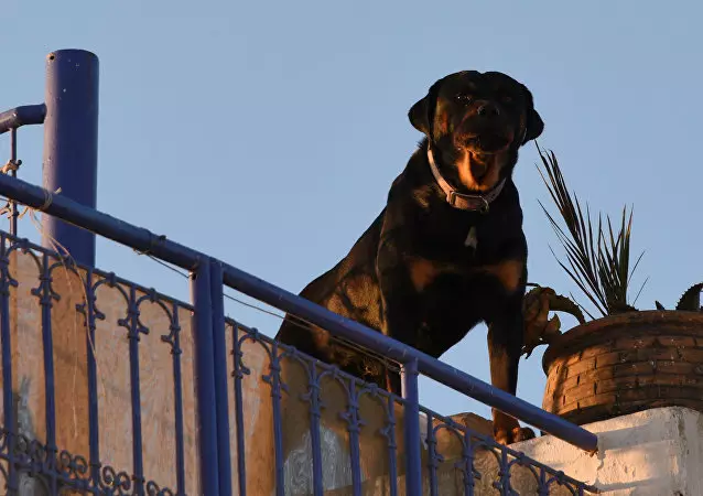 Cele mai puternice câini (35 de fotografii): reprezentanți ai rocilor sunt cele mai puternice din lume? Top 10 câini mari și puternici de pe planetă 12082_26
