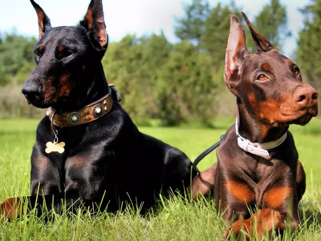 Cele mai puternice câini (35 de fotografii): reprezentanți ai rocilor sunt cele mai puternice din lume? Top 10 câini mari și puternici de pe planetă 12082_27