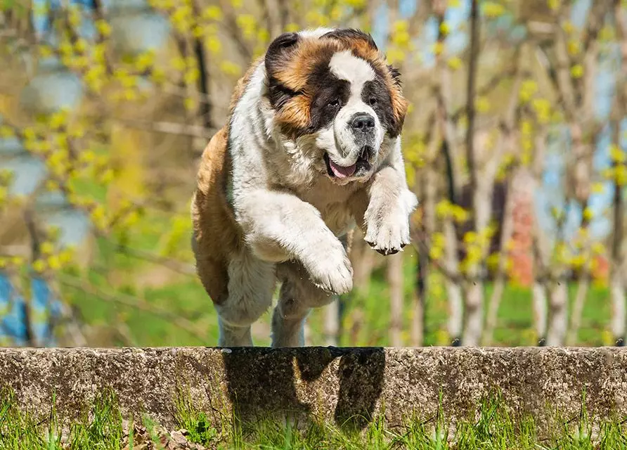 Vahvimmat koirat (35 kuvaa): Mitä kiviä ovat vahvin maailmassa? Top 10 suurinta ja vahvaa koiraa planeetalla 12082_31