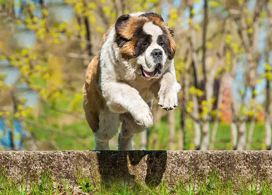 Os cães mais fortes (35 fotos): representantes do que rochas são os mais fortes do mundo? Top 10 maiores e fortes cães no planeta 12082_31