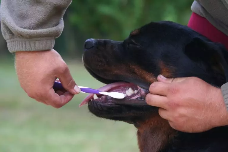 En güçlü köpekler (35 fotoğraf): Kayanların dünyadaki en güçlü olanların temsilcileri? Gezegendeki en büyük 10 ve güçlü köpek 12082_35