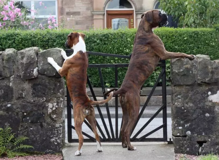 Cele mai puternice câini (35 de fotografii): reprezentanți ai rocilor sunt cele mai puternice din lume? Top 10 câini mari și puternici de pe planetă 12082_5