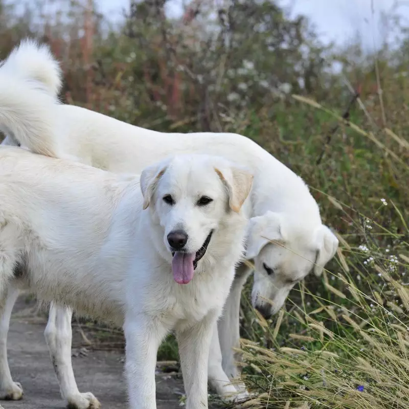 Câini albe (53 de fotografii): rase de câini mari și mici, caracteristici ale catelusilor. Care este numele unui câine alb plin de pufos? 12084_14