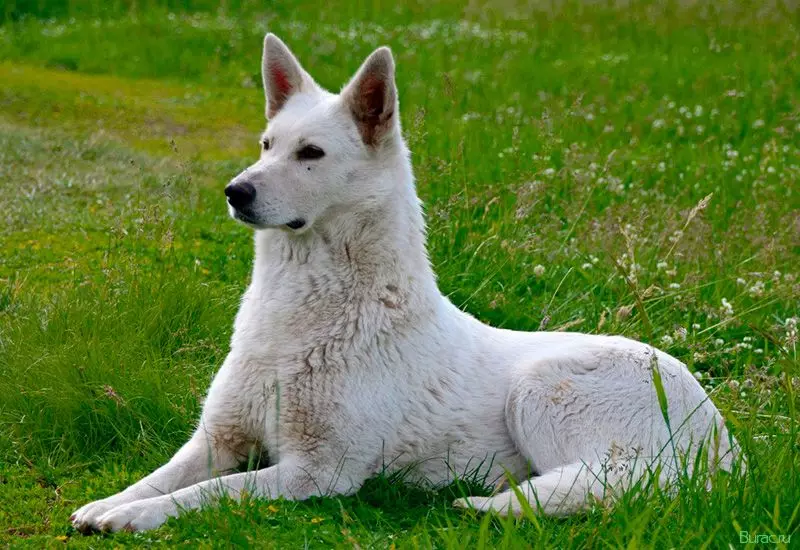 თეთრი ძაღლები (53 ფოტო): მსხვილი და პატარა ძაღლების ჯიშები, ლეკვები. რა არის უზარმაზარი ფუმფულა თეთრი ძაღლი? 12084_22
