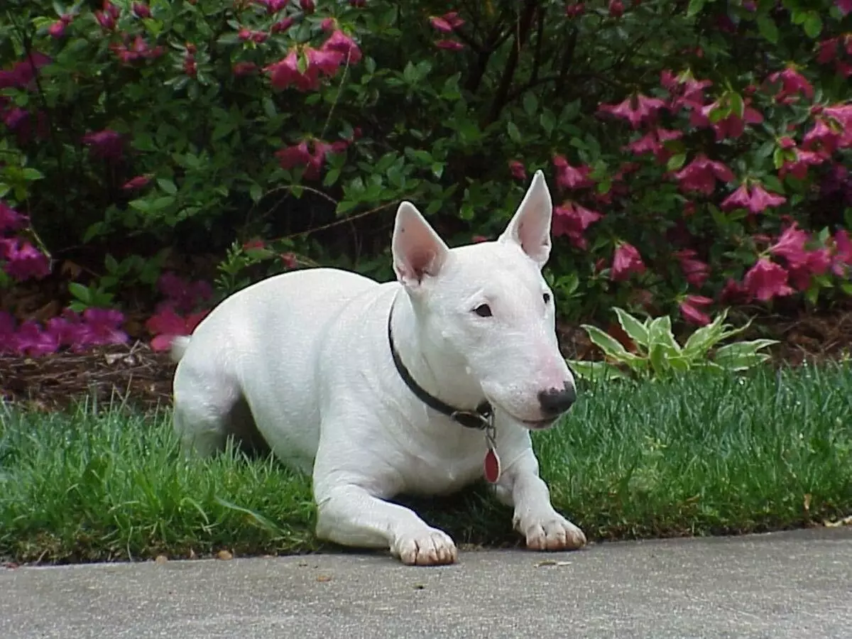 Câini albe (53 de fotografii): rase de câini mari și mici, caracteristici ale catelusilor. Care este numele unui câine alb plin de pufos? 12084_24