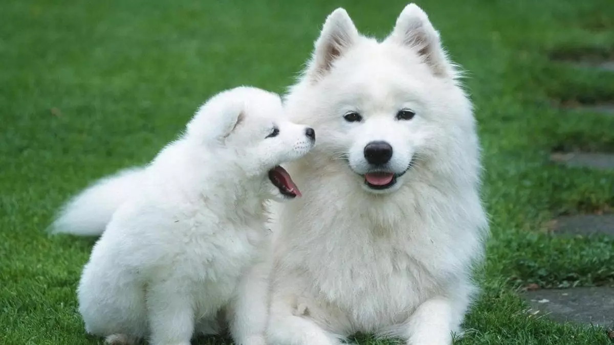 White dogs (53 mga larawan): breed ng malaki at maliit na aso, mga tampok ng mga tuta. Ano ang pangalan ng isang malaking mahimulmol na puting aso? 12084_25