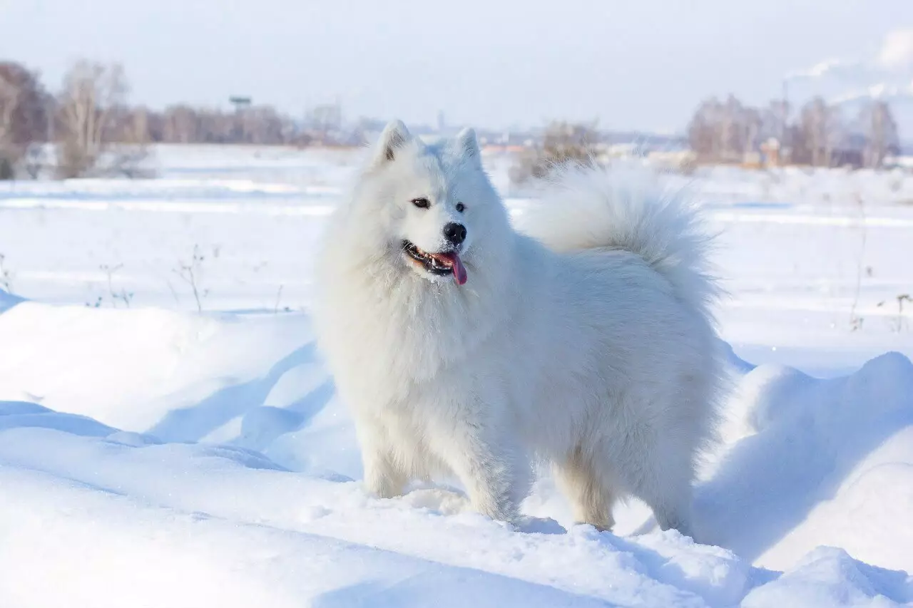 Hvite hunder (53 bilder): raser av store og små hunder, funksjoner i valper. Hva er navnet på en stor, myk hvit hund? 12084_26