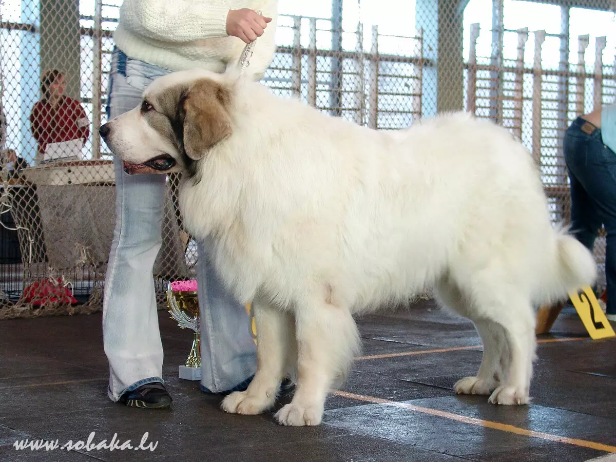 Bieli psi (53 fotiek): Plemená veľkých a malých psov, funkcia šteniat. Aký je názov obrovské našuchorený biely pes? 12084_27