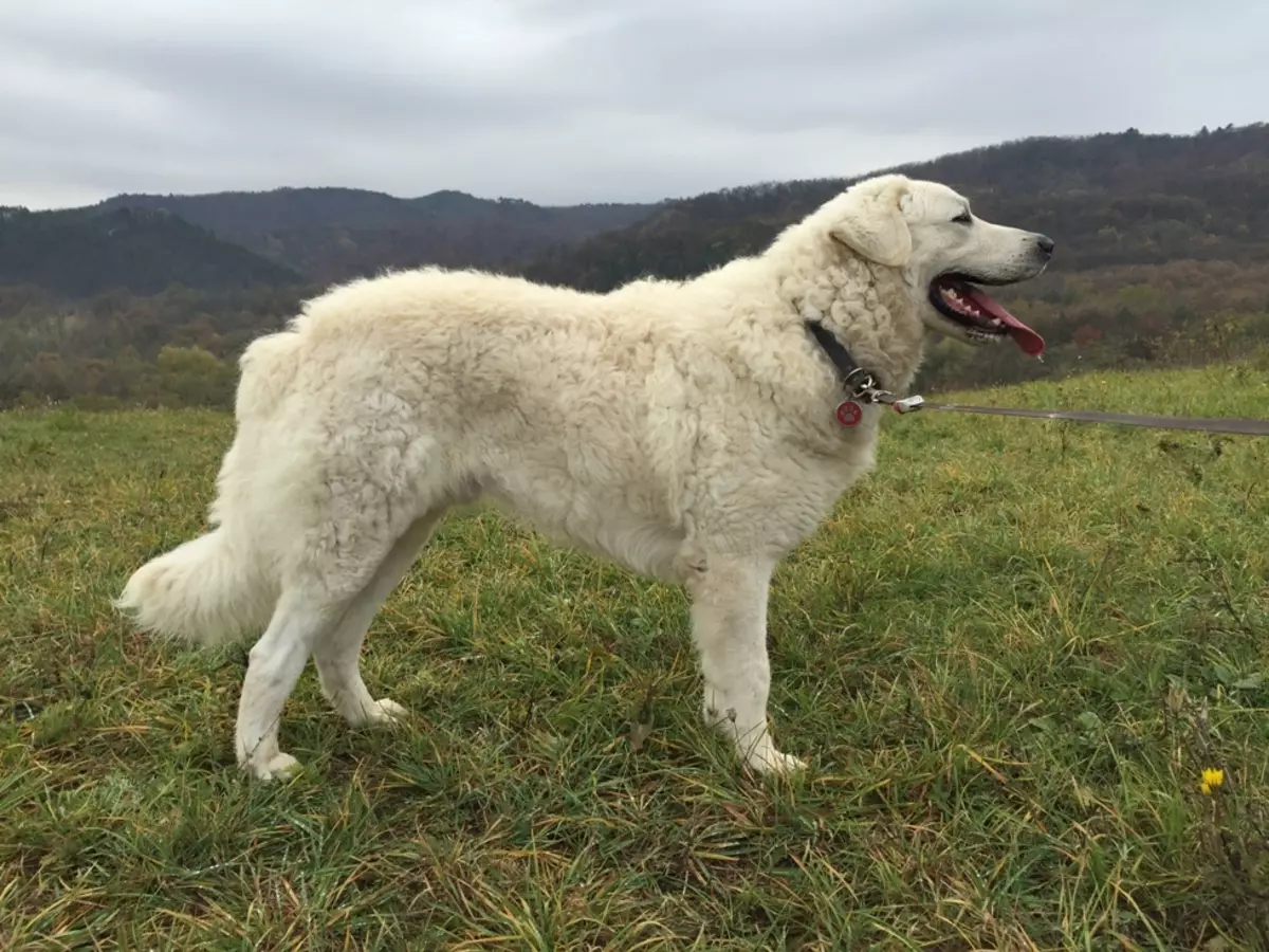 Hvite hunder (53 bilder): raser av store og små hunder, funksjoner i valper. Hva er navnet på en stor, myk hvit hund? 12084_32