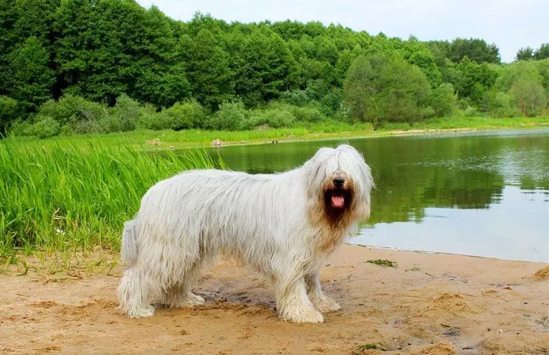 თეთრი ძაღლები (53 ფოტო): მსხვილი და პატარა ძაღლების ჯიშები, ლეკვები. რა არის უზარმაზარი ფუმფულა თეთრი ძაღლი? 12084_34