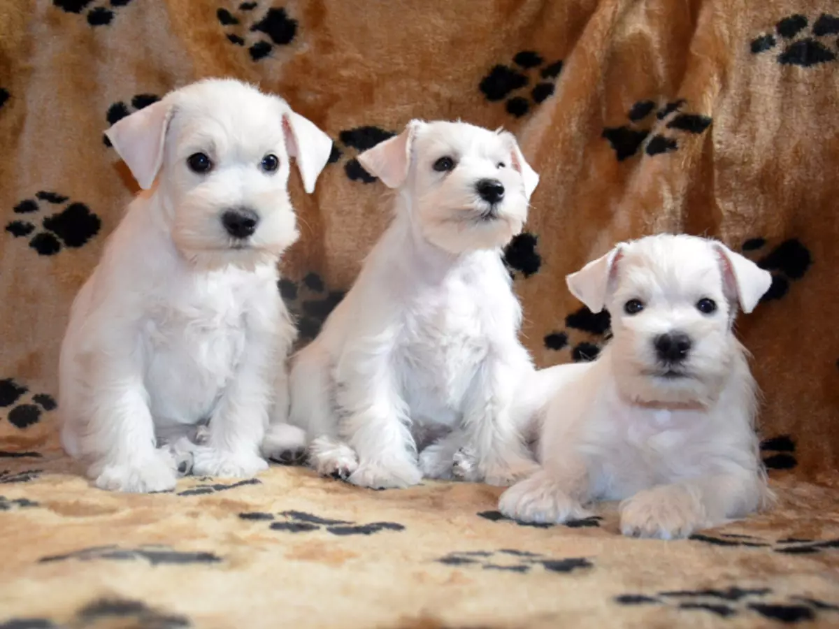 Bieli psi (53 fotiek): Plemená veľkých a malých psov, funkcia šteniat. Aký je názov obrovské našuchorený biely pes? 12084_4