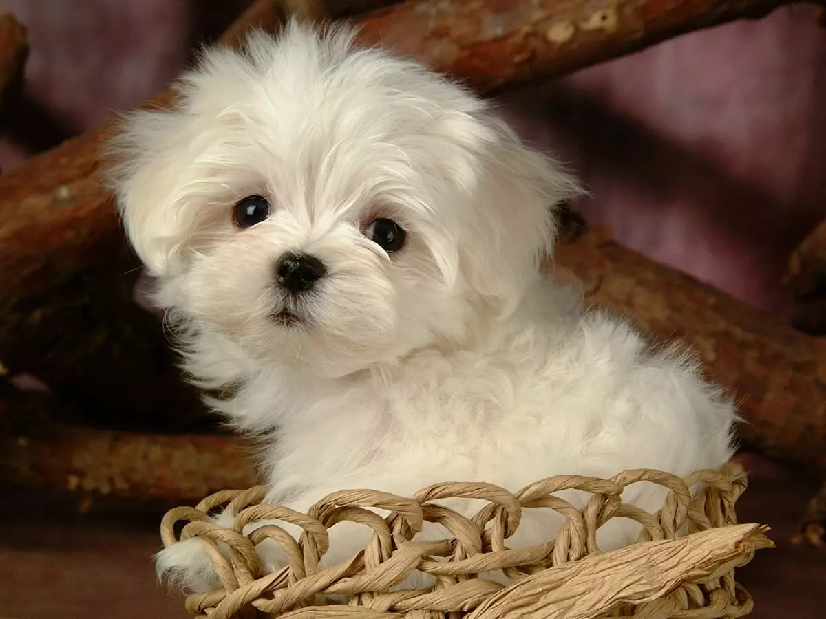 Câini albe (53 de fotografii): rase de câini mari și mici, caracteristici ale catelusilor. Care este numele unui câine alb plin de pufos? 12084_40