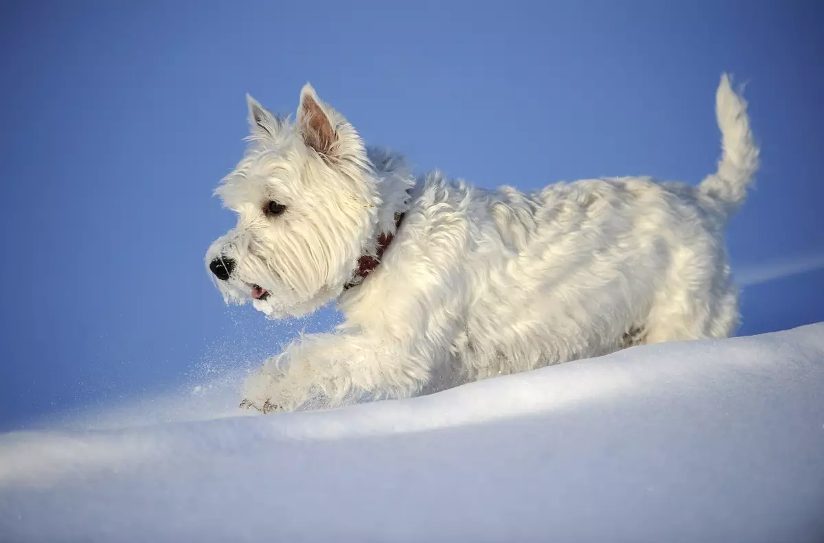 Bijeli psi (53 fotografije): pasmine velikih i malih pasa, karakteristike štenaca. Kako se zove ogroman lepršavi bijeli pas? 12084_42