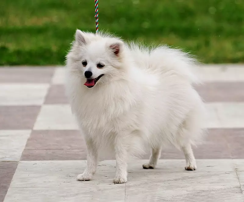 Beli psi (53 fotografij): pasme velikih in majhnih psov, značilnosti mladičkov. Kakšno je ime ogromnega puhasto belega psa? 12084_45