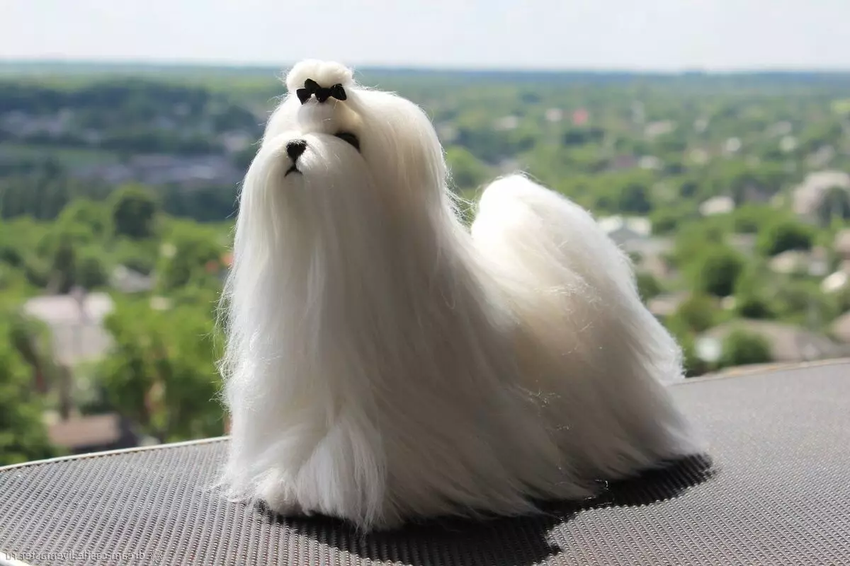 Câini albe (53 de fotografii): rase de câini mari și mici, caracteristici ale catelusilor. Care este numele unui câine alb plin de pufos? 12084_47