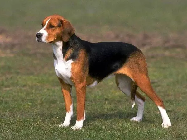 نژادهای روسی از سگ ها (32 عکس): فهرست نژادهای سگ مشتق شده در روسیه 12086_10