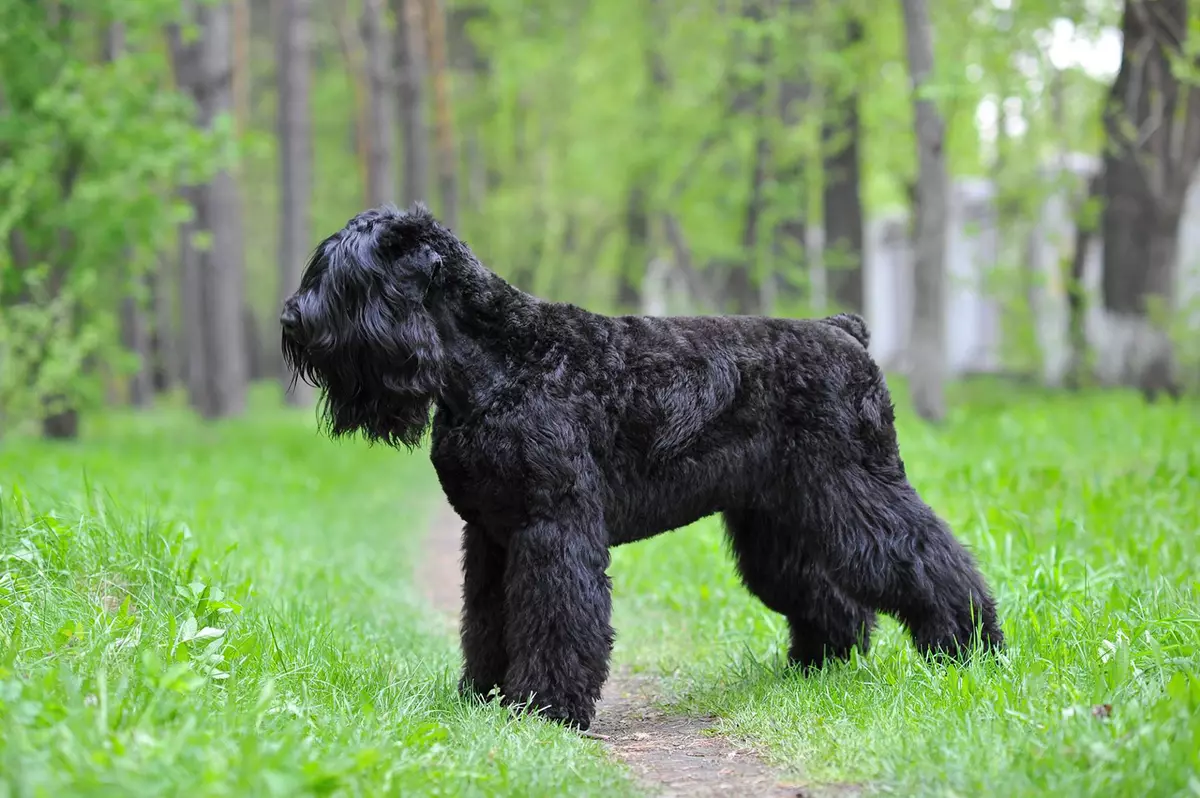 breeds Rusia anjing (32 foto): Daptar breeds anjing diturunkeun di Rusia 12086_13