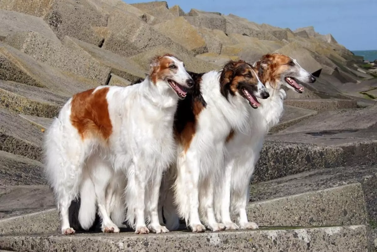 Raças russas de cães (32 fotos): Lista de raças de cão derivadas na Rússia 12086_14