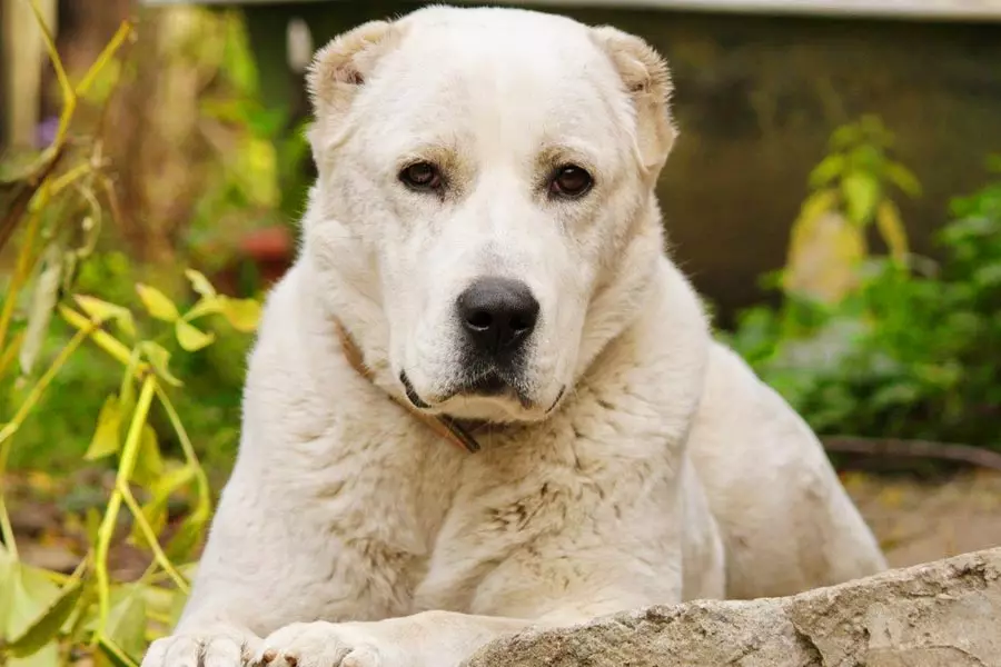 breeds Rusia anjing (32 foto): Daptar breeds anjing diturunkeun di Rusia 12086_16
