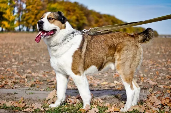 Races russes de chiens (32 photos): Liste des races de chien dérivées en Russie 12086_17