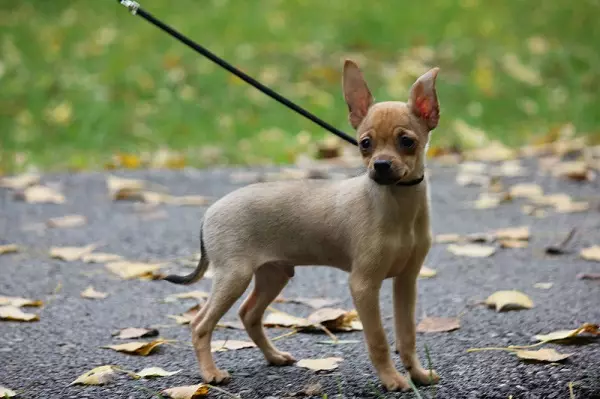 Raças russas de cães (32 fotos): Lista de raças de cão derivadas na Rússia 12086_19