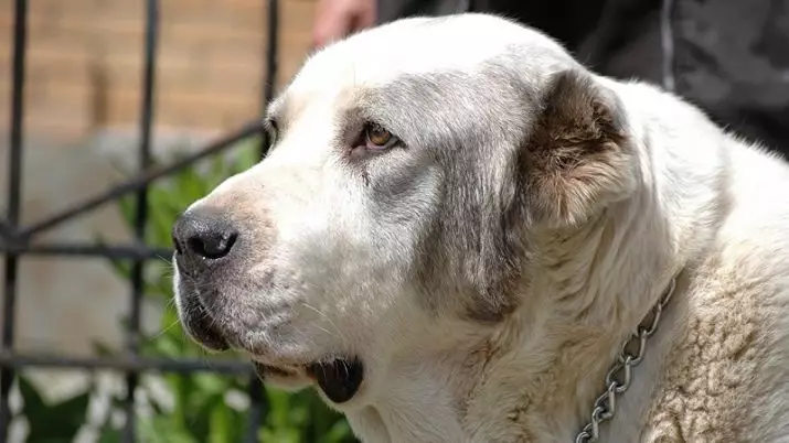 Rus köpek ırkları (32 fotoğraf): Rusya'da türetilmiş köpek ırklarının listesi 12086_2