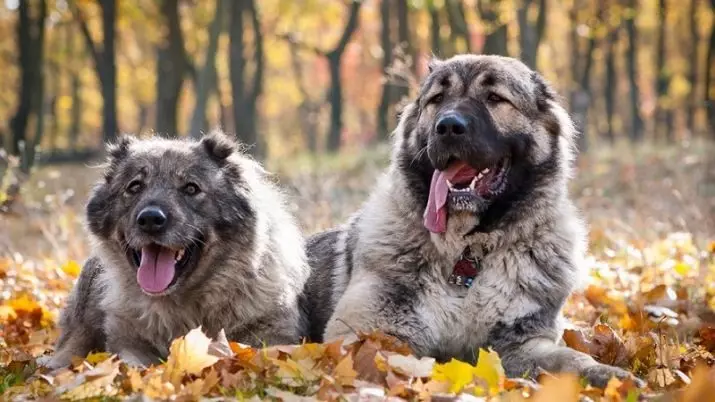 نژادهای روسی از سگ ها (32 عکس): فهرست نژادهای سگ مشتق شده در روسیه 12086_21
