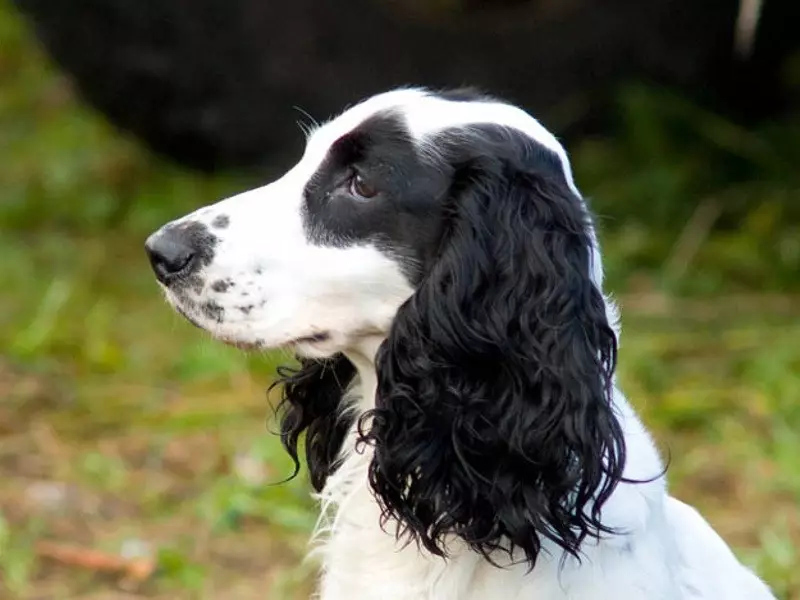 Raças russas de cães (32 fotos): Lista de raças de cão derivadas na Rússia 12086_25