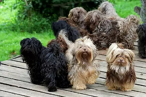 Krievu šķirnes suņiem (32 fotogrāfijas): Suņu šķirņu saraksts, kas iegūti Krievijā 12086_27