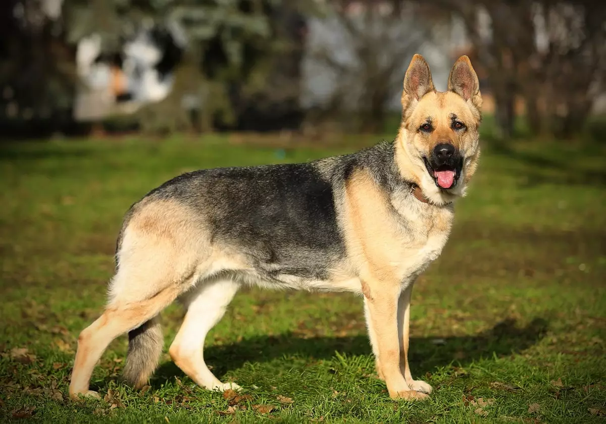 Krievu šķirnes suņiem (32 fotogrāfijas): Suņu šķirņu saraksts, kas iegūti Krievijā 12086_28