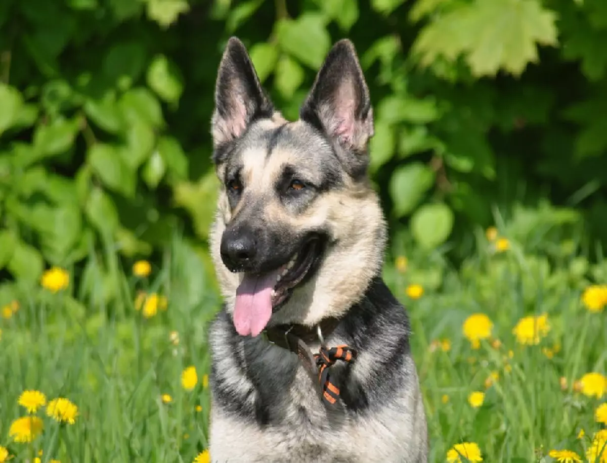 Rus köpek ırkları (32 fotoğraf): Rusya'da türetilmiş köpek ırklarının listesi 12086_29