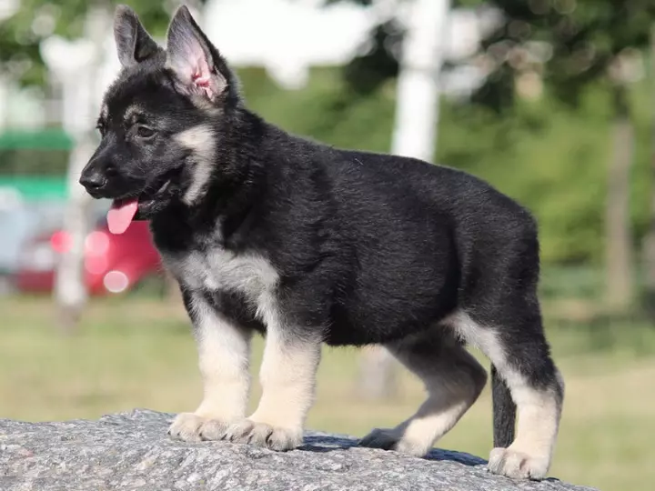 Raças russas de cães (32 fotos): Lista de raças de cão derivadas na Rússia 12086_32