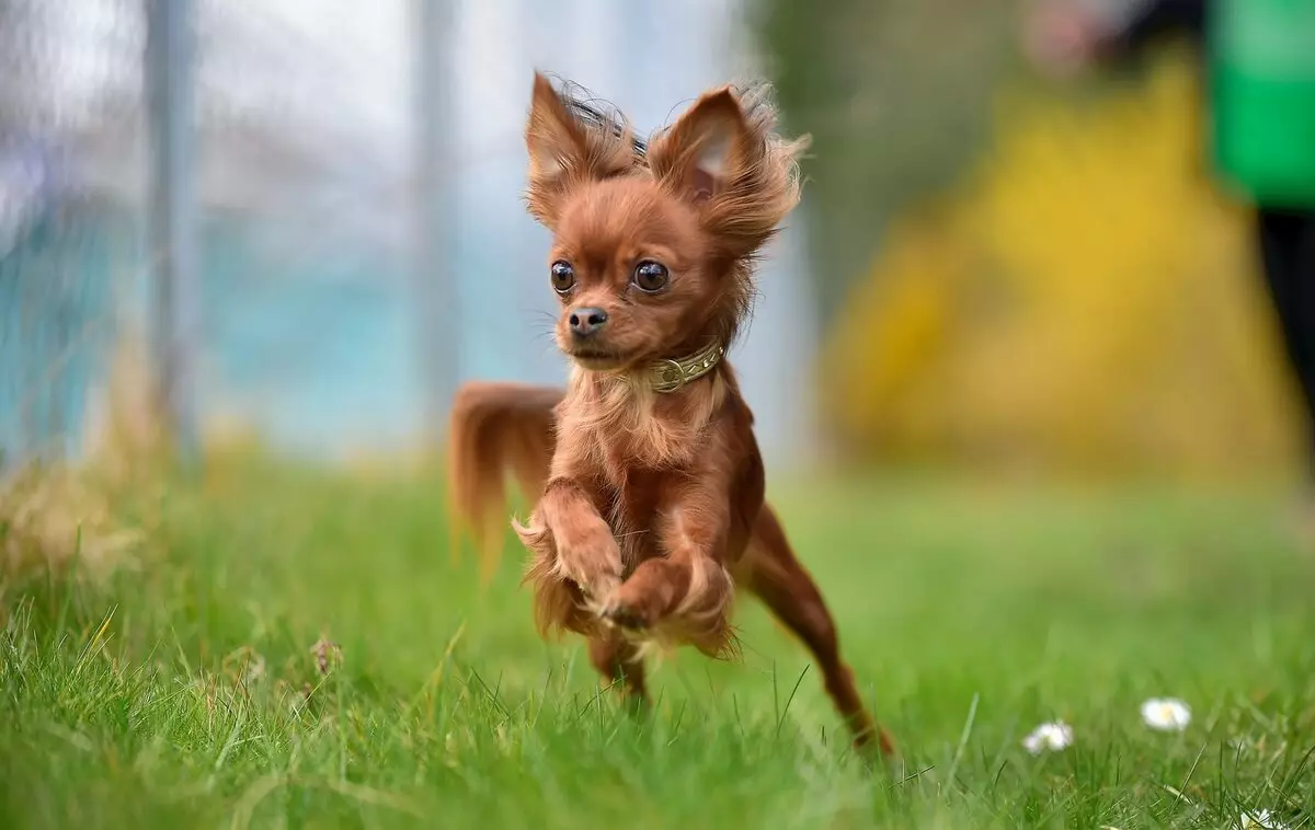 Raças russas de cães (32 fotos): Lista de raças de cão derivadas na Rússia 12086_6