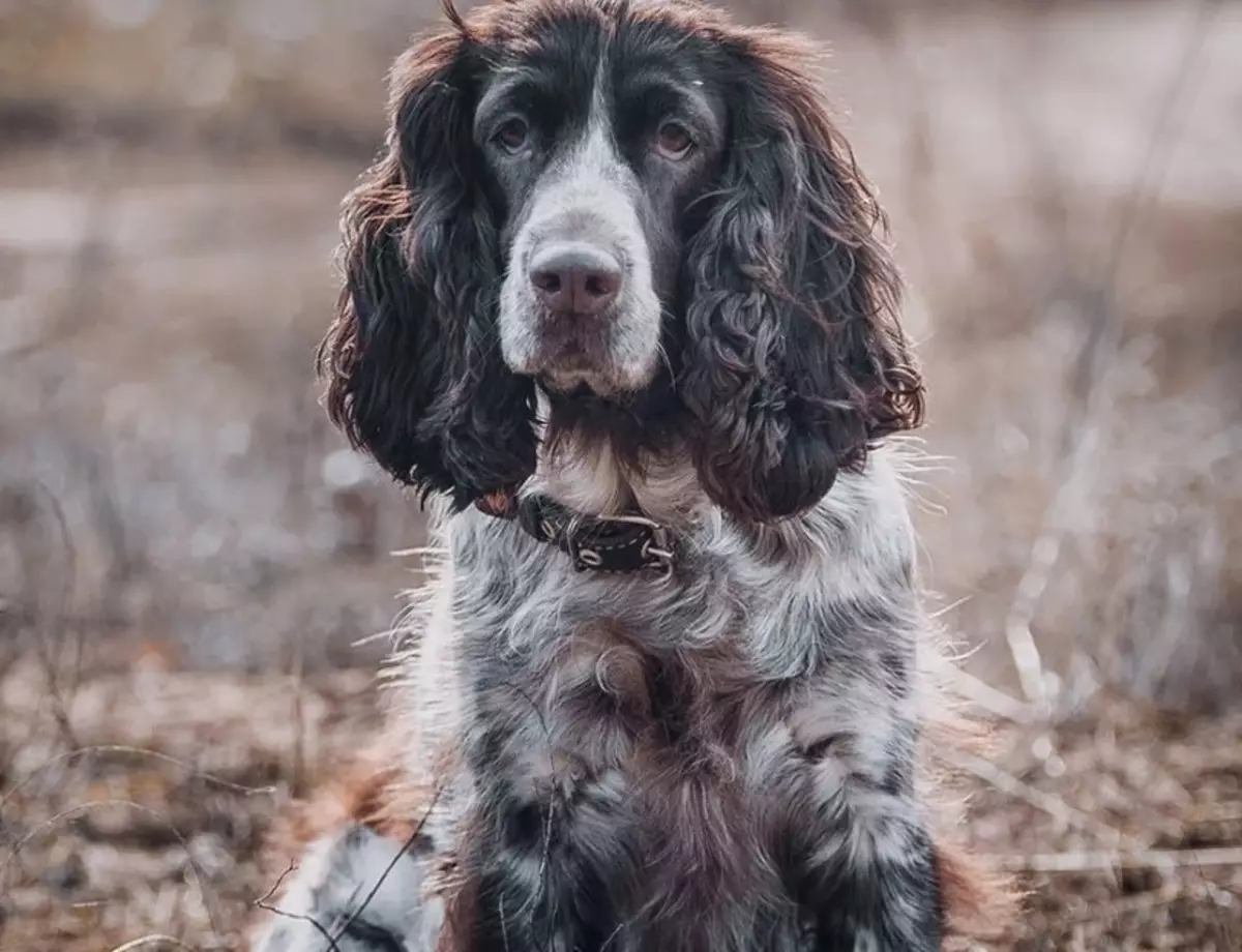 breeds Rusia anjing (32 foto): Daptar breeds anjing diturunkeun di Rusia 12086_7