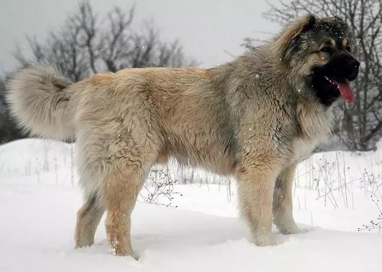 breeds Rusia anjing (32 foto): Daptar breeds anjing diturunkeun di Rusia 12086_8