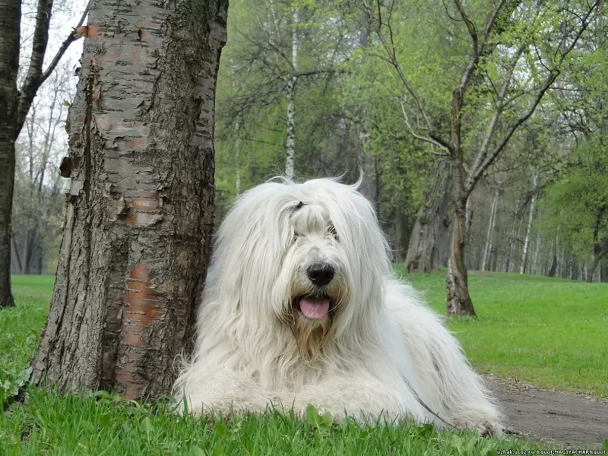 גידולים רוסים של כלבים (32 תמונות): רשימת גידולי כלבים הנגזרים ברוסיה 12086_9