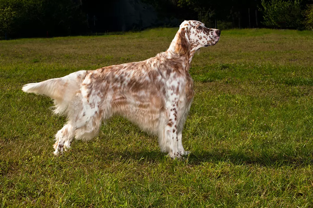 Seter (54 fotografije): Opis engleskog seta i drugih pasmina. Psi crne, crvene, crvene i druge boje. Odabir šteneta 12089_12