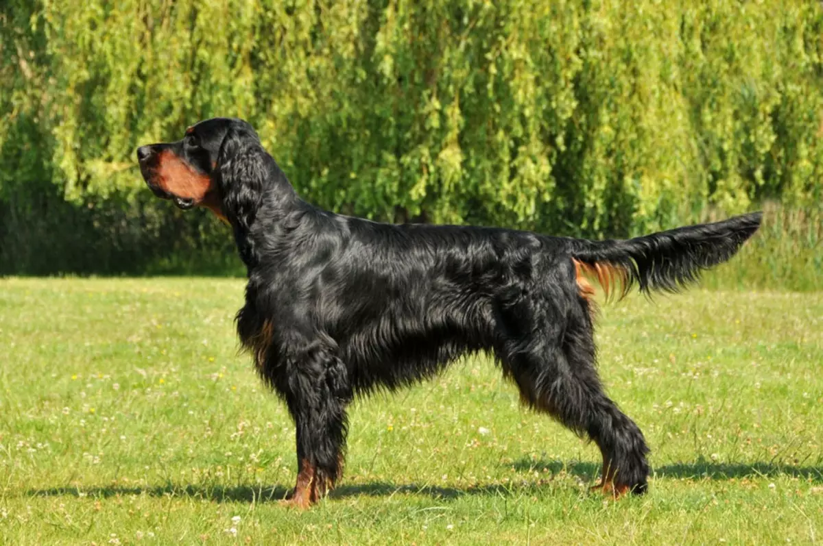 सेटर (54 फोटो): इंग्रजी सेटर आणि इतर जातीचे वर्णन. काळा, लाल, लाल आणि इतर रंगांचे कुत्रे. एक कुत्री निवडणे 12089_14