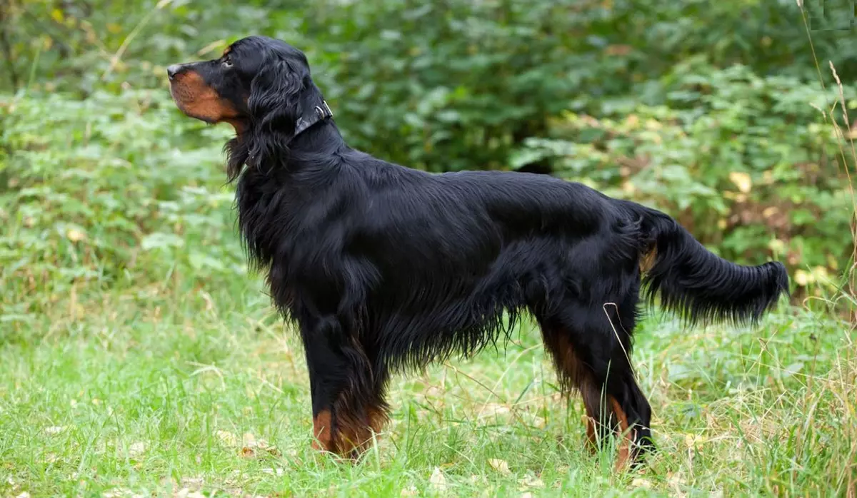 Setter (54 fotos): Descrición do Setter inglés e outras razas. Cans de negro, vermello, vermello e outras cores. Escollendo un filhote de can 12089_26