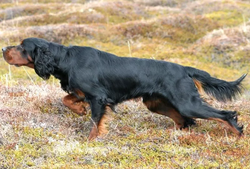 Seter (54 fotografije): Opis engleskog seta i drugih pasmina. Psi crne, crvene, crvene i druge boje. Odabir šteneta 12089_28